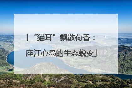 “猫耳”飘散荷香：一座江心岛的生态蜕变