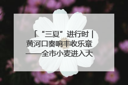 “三夏”进行时｜黄河口奏响丰收乐章——全市小麦进入大面积收获高峰期