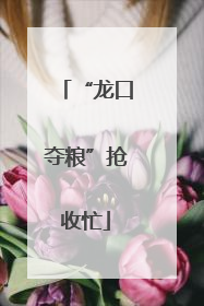 “龙口夺粮”抢收忙