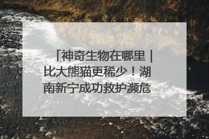 神奇生物在哪里｜比大熊猫更稀少！湖南新宁成功救护濒危鸟类海南鳽