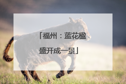 福州：蓝花楹盛开成一景