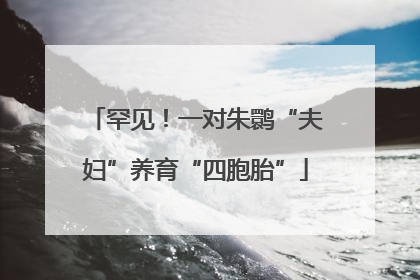 罕见！一对朱鹮“夫妇”养育“四胞胎”