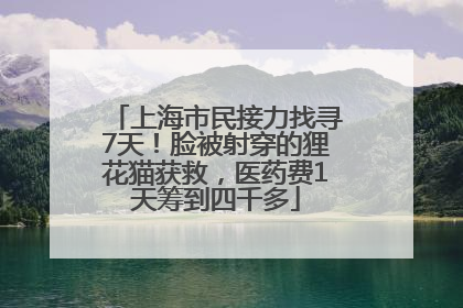 上海市民接力找寻7天！脸被射穿的狸花猫获救，医药费1天筹到四千多