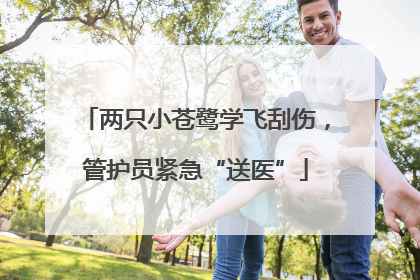 两只小苍鹭学飞刮伤，管护员紧急“送医”