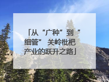 从“广种”到“细管” 关岭枇杷产业的跃升之路