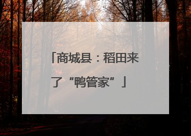 商城县：稻田来了“鸭管家”