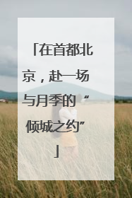 在首都北京，赴一场与月季的“倾城之约”