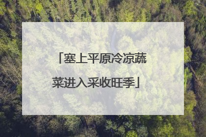 塞上平原冷凉蔬菜进入采收旺季