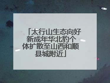 太行山生态向好 新成年华北豹个体扩散至山西和顺县城附近