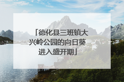 德化县三班镇大兴岭公园的向日葵进入盛开期