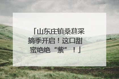 山东庄镇桑葚采摘季开启！这口甜蜜绝绝“紫”！