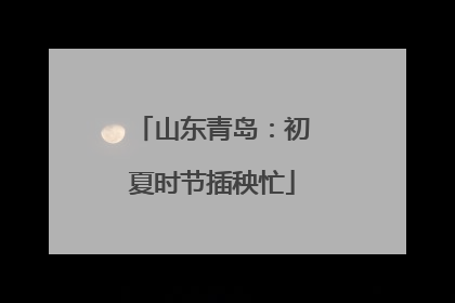 山东青岛：初夏时节插秧忙