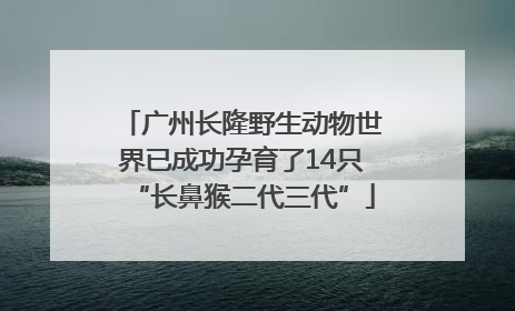广州长隆野生动物世界已成功孕育了14只“长鼻猴二代三代”