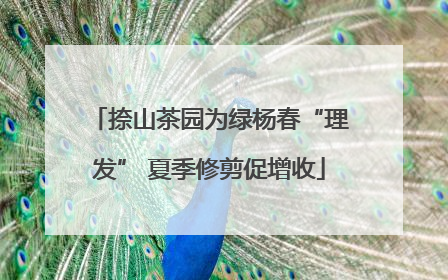 捺山茶园为绿杨春“理发” 夏季修剪促增收