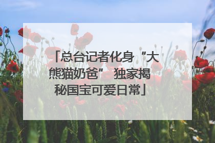 总台记者化身“大熊猫奶爸” 独家揭秘国宝可爱日常
