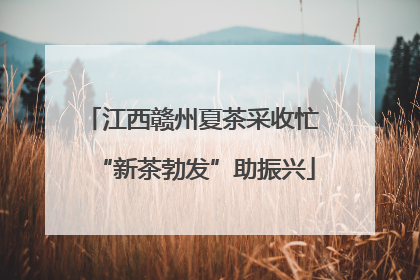 江西赣州夏茶采收忙 “新茶勃发”助振兴