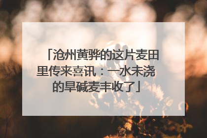 沧州黄骅的这片麦田里传来喜讯：一水未浇的旱碱麦丰收了