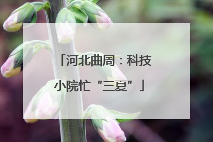 河北曲周：科技小院忙“三夏”