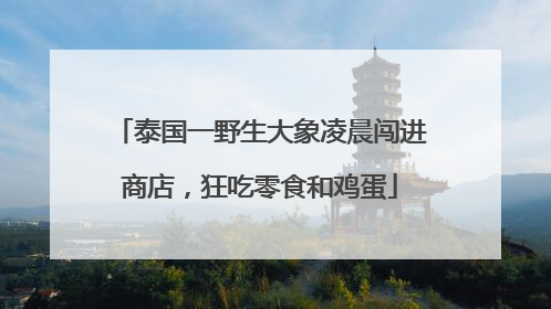 泰国一野生大象凌晨闯进商店，狂吃零食和鸡蛋