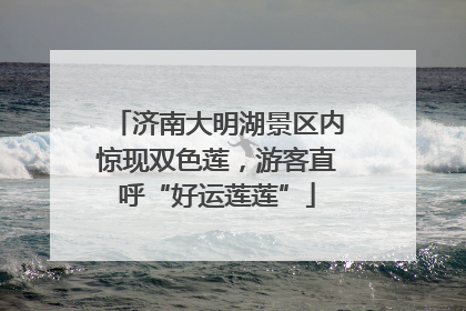 济南大明湖景区内惊现双色莲，游客直呼“好运莲莲”