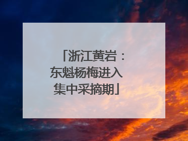 浙江黄岩：东魁杨梅进入集中采摘期