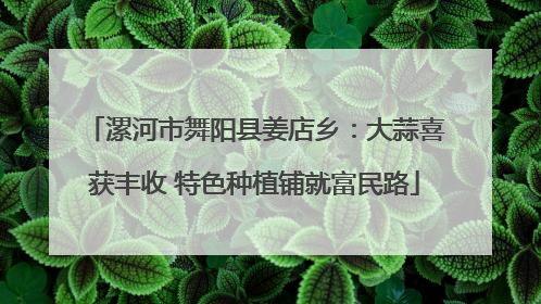 漯河市舞阳县姜店乡：大蒜喜获丰收 特色种植铺就富民路