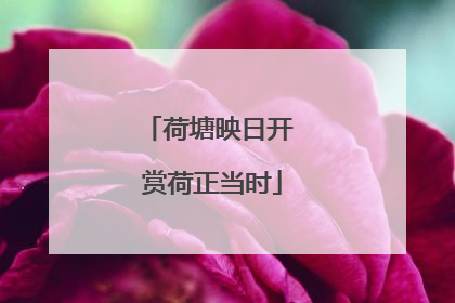 荷塘映日开 赏荷正当时