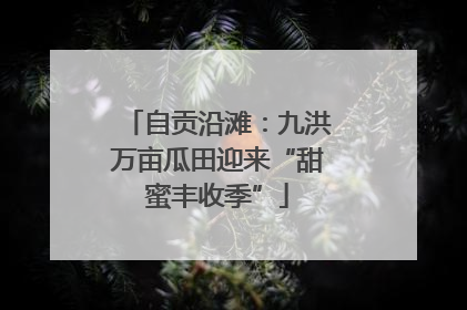 自贡沿滩：九洪万亩瓜田迎来“甜蜜丰收季”