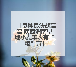 良种良法战高温 陕西渭南旱地小麦丰收有“粮”方