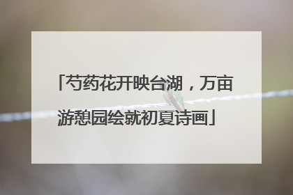 芍药花开映台湖，万亩游憩园绘就初夏诗画
