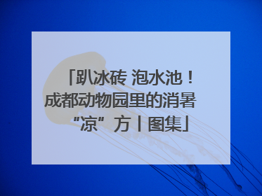 趴冰砖 泡水池！成都动物园里的消暑“凉”方丨图集