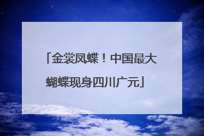 金裳凤蝶！中国最大蝴蝶现身四川广元