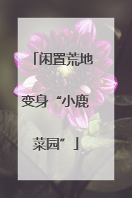 闲置荒地变身“小鹿菜园”