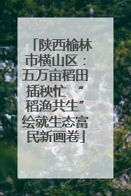 陕西榆林市横山区：五万亩稻田插秧忙 “稻渔共生”绘就生态富民新画卷
