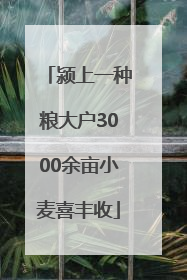 颍上一种粮大户3000余亩小麦喜丰收