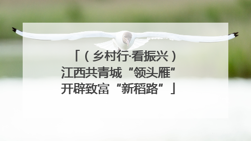 （乡村行·看振兴）江西共青城“领头雁”开辟致富“新稻路”